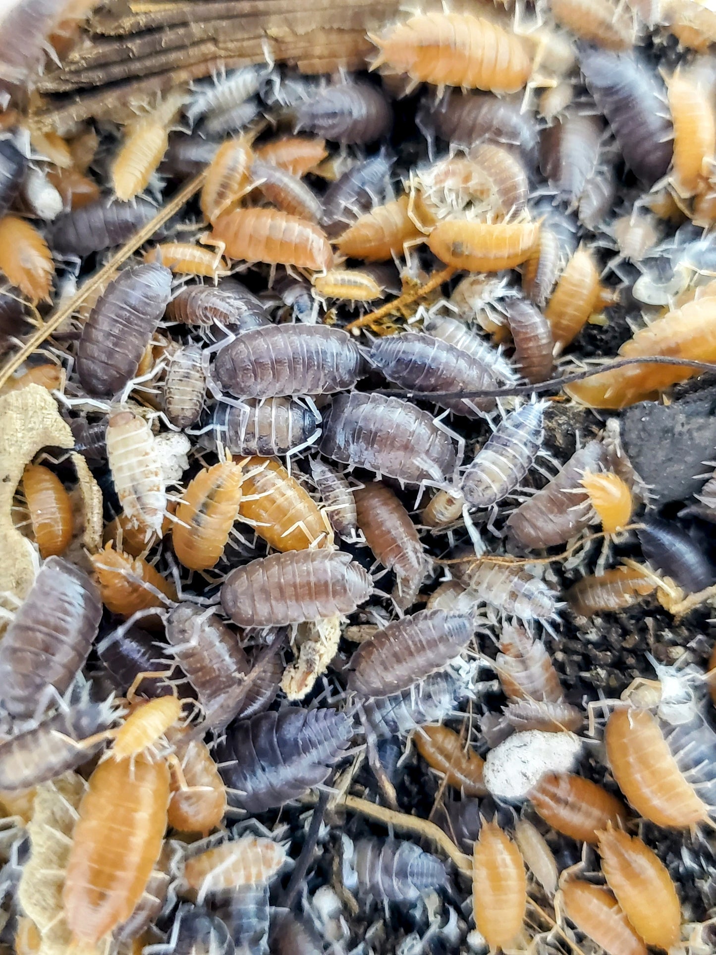 Mixed Porcellionides Pruinosus, "powder Isopods"