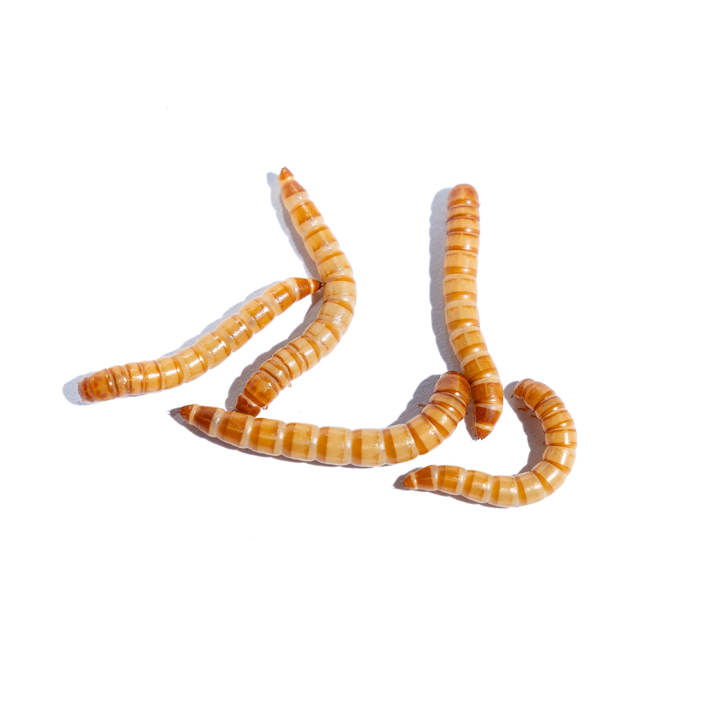 Mealworm - Premium Fish and Reptile Food