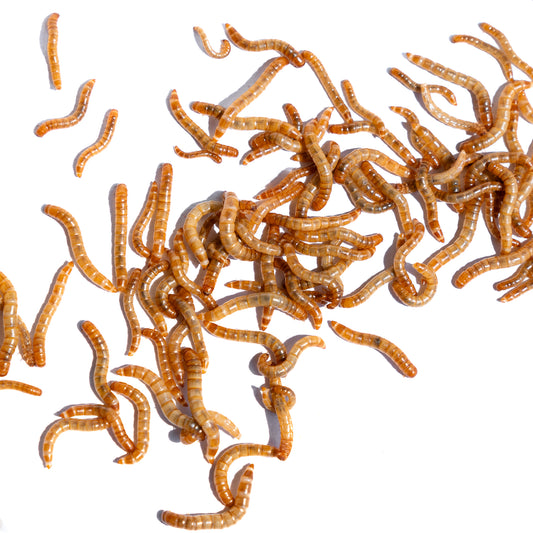 Mealworm - Premium Fish and Reptile Food